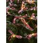 Markslojd ROSETT 702943 Lichtslinger 20x0.8W/LED 2700K IP20